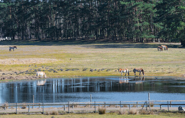 Horses drinking water on the shore of a lake