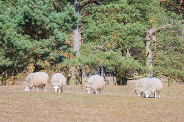 Group of 5 sheep grazing in the meadow on a sunny day.