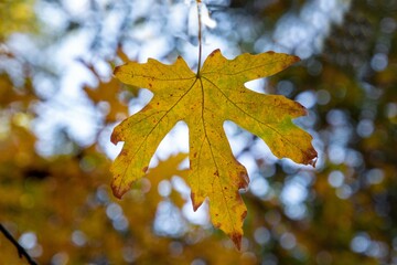 Autumn leaves in a park 