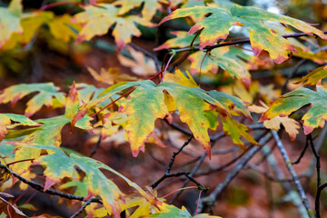 Autumn leaves in a park 