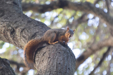 A tree squirrel in a tree