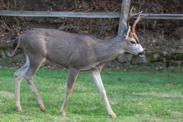 A young deer buck walking in a California Park