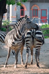 Zebras in the Beijing zoo in China
