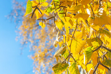 Yellow birch leaves