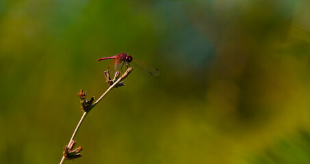 dragonfly on a plant