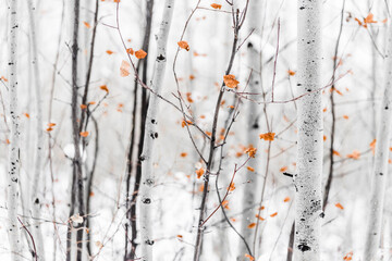 Fall foliage in Colorado after a snow storm