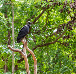 Isolated black vulture perched on top of torso in selective focus.