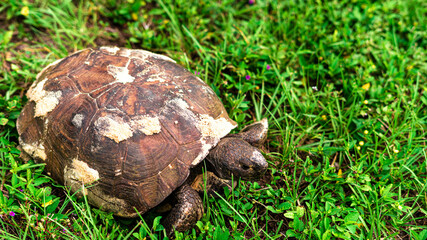 turtle on the grass