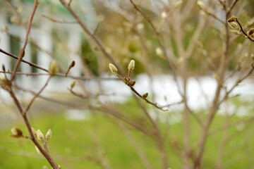 Fresh new soft buds sitting on magnolia tree branches.