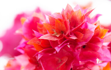 red and pink bugambillas in front of a white background, in canoa ecuador. 