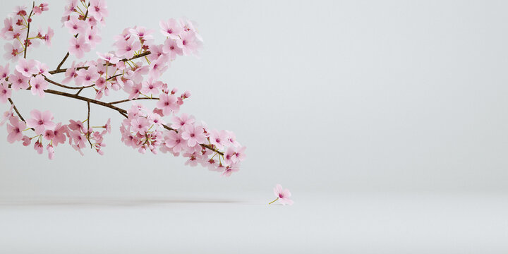 japanese style minimal cherry blossom white background for product presentation. 3d rendering illustration.