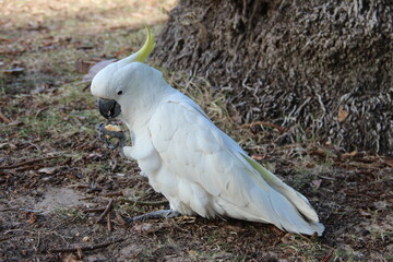 sulphur crested cockatoo