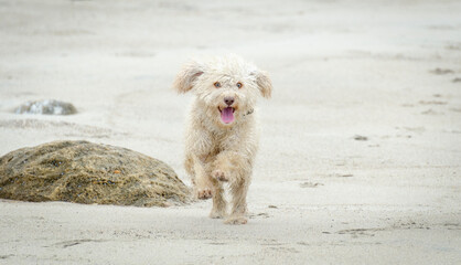 andalusian water dog running with tongue out on the beach on the sand in canoa, ecuador. 