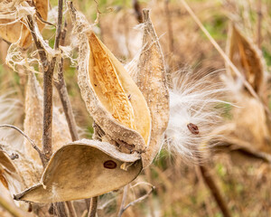 Wild milkweed (Asclepias) gone to seed in the fall.  Shot in the Gaspereau Valley of Nova Scotia in October..