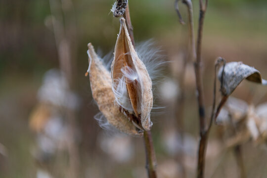 Wild milkweed (Asclepias) gone to seed in the fall.  Shot in the Gaspereau Valley of Nova Scotia in October..