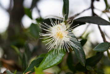 close up of green plant with tiny unique white flower in forest