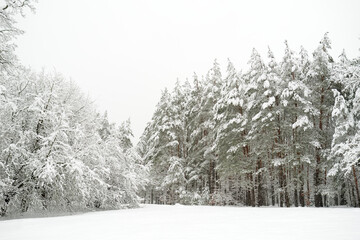 Fototapeta premium Beautiful view of snow covered forest. Rime ice and hoar frost covering trees. Chilly winter day. Winter landscape near Vilnius, Lithuania.