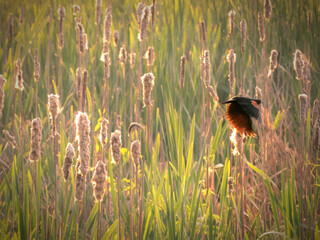 Redwing Black Bird Take-off