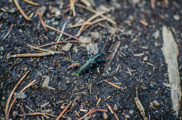 Bug on ground 