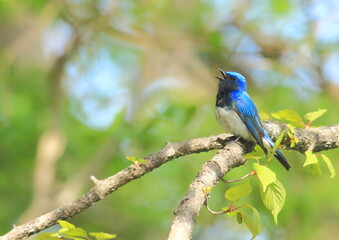 オオルリ　新緑　