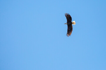 Bald Eagle (Haliaeetus leucocephalus) adult, soaring in a blue sky