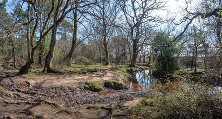 Riverside walk in the new forest woodland in winter