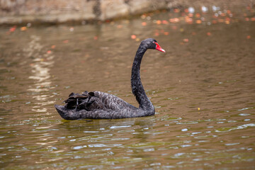 Fototapeta premium Majestic black swan swimming in calm lake