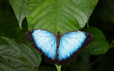  Menelaus Blue Morpho (Morpho menelaus)