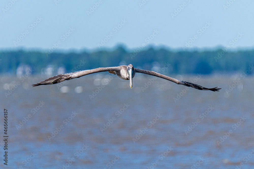 Wall mural Pelican in Flight