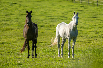 Obraz na płótnie Canvas Two Horses standing in a field