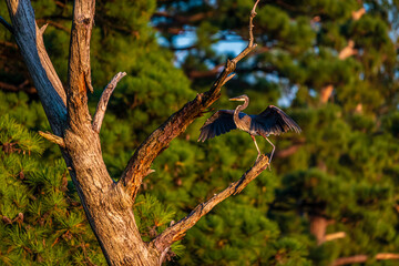 A Great Blue Heron in a Tree