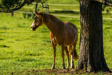 Horse Standing next to a tree
