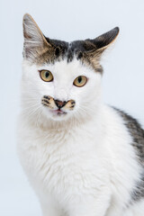 Obraz premium Gato de olhos verdes em fundo branco