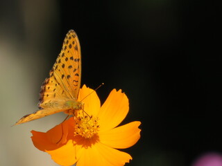 ツマグロヒョウモンとコスモス