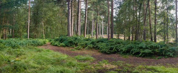 Woodland walk in the forest in the spring , Hampshire
