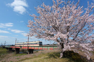 Fototapeta na wymiar 富山地方鉄道桜 