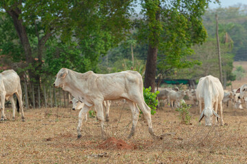 Side view of Nellore calf in a farm pasture in the countryside of Brazil