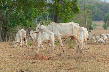 Calf and cow walking side by side in a farm pasture in the countryside of Brazil
