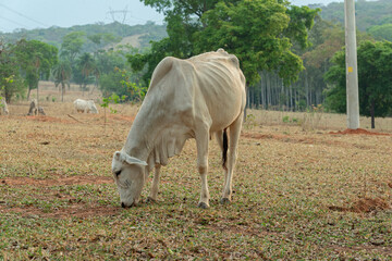 Cow eating grass in a farm pasture in the countryside of Brazil
