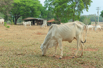 Cow eating grass in a farm pasture in the countryside of Brazil