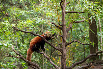 Closeup shot of a lesser panda on the tree in zoo Hanover