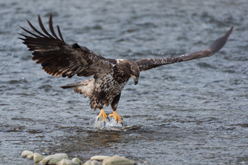 Immature bald eagles lands on a chum salmon with wings spread wide