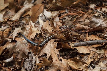 The common five-lined skink is the only lizard found in Ontario and is currently listed as endangered. 