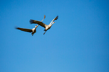 Pair of Sandhill Crane (Grus canadensis) flying in a blue sky