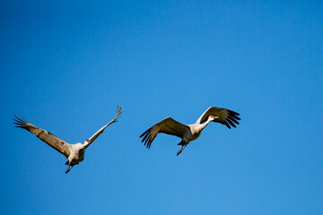 Pair of Sandhill Crane (Grus canadensis) flying in a blue sky