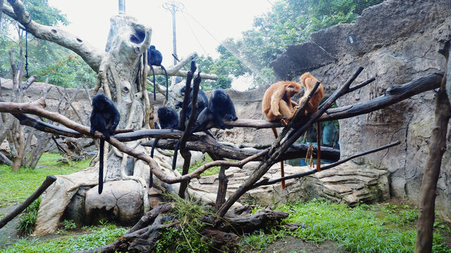 (Hylobates agilis) and Siamang (Symphalangus syndactylus) in a cage at the zoo