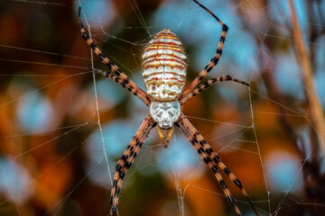 Banded Garden Spider (Argiope trifasciata), Raleigh, North Carolina.
