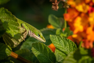 Carolina Anole (Anolis carolinensis) hanging out in a lantan bush. Raleigh, North Carolina.