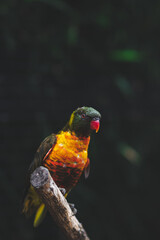 Rainbow lorikeet parrot perched on tree branch.