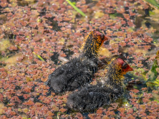 Coot Chicks